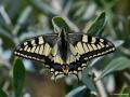 Papilio machaon (Kırlangıçkuyruk)